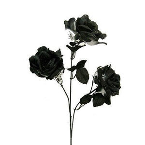 Meet your Posher, Dakota